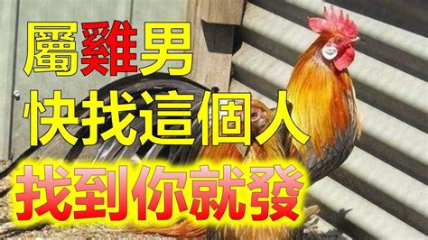 兔男雞女|屬雞女與不同生肖男的生肖配對